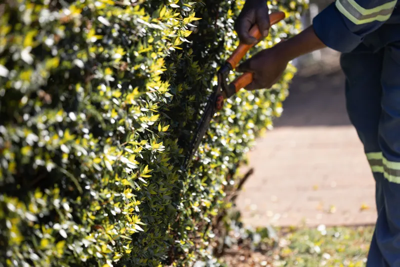 Hand shears trimming a leafy hedge beside a path